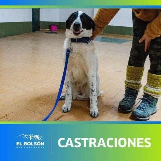 castraciones julio1