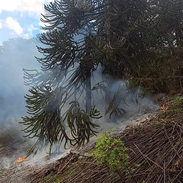 incendio lanin nov 3