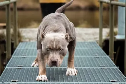 pitbull-1