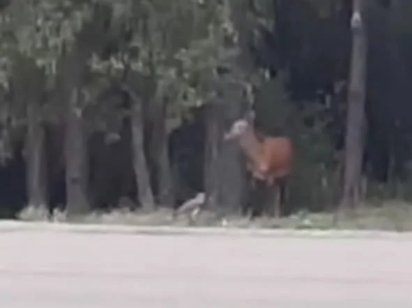 42f1464a-35b0-4ca5-8d6f-404939db18dc