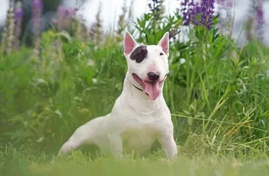 perro