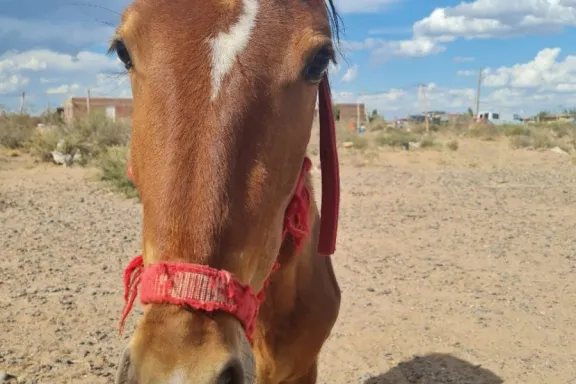 caballo