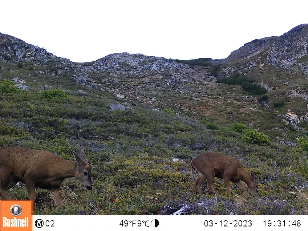 huemul 1