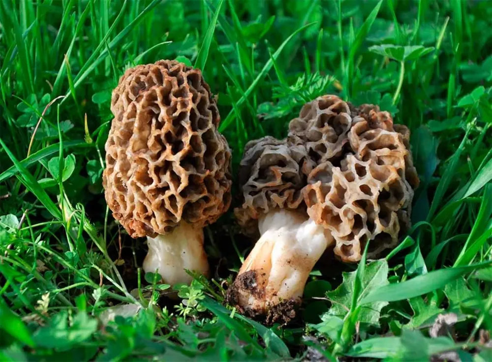Hongos