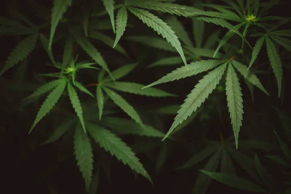 cannabis 1