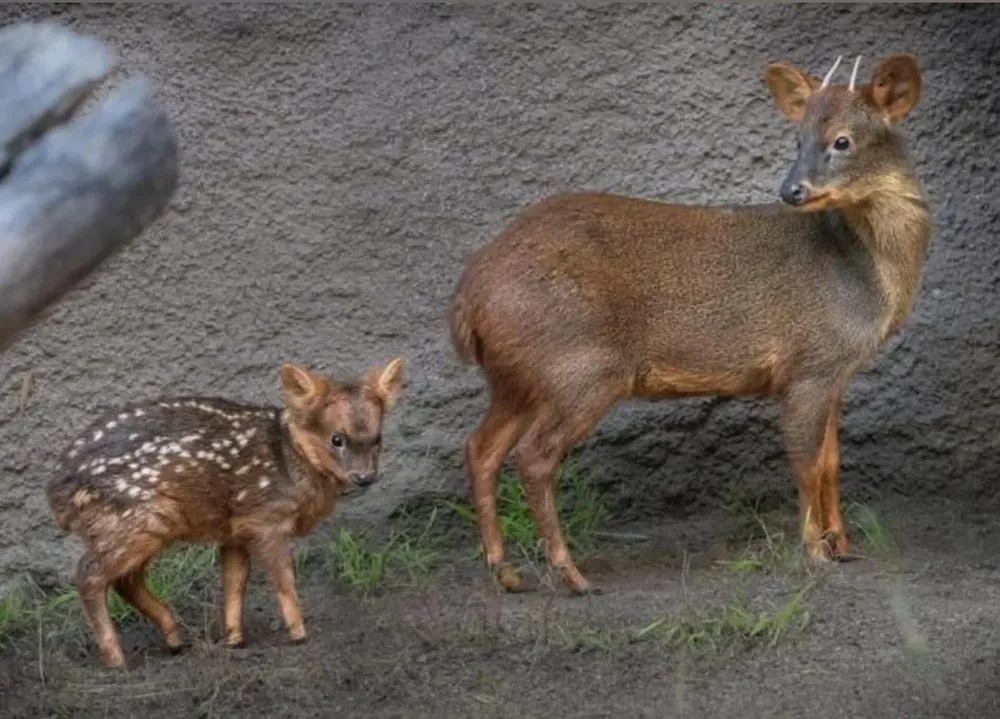 pudu archivo 1