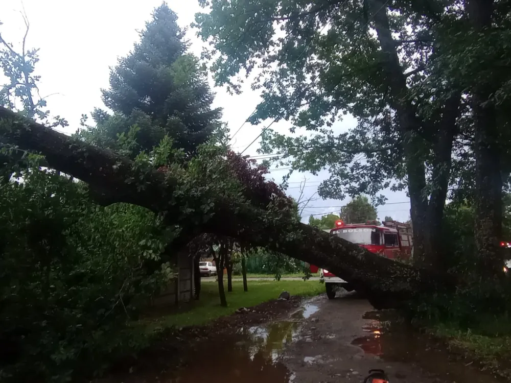 caida arbol 3
