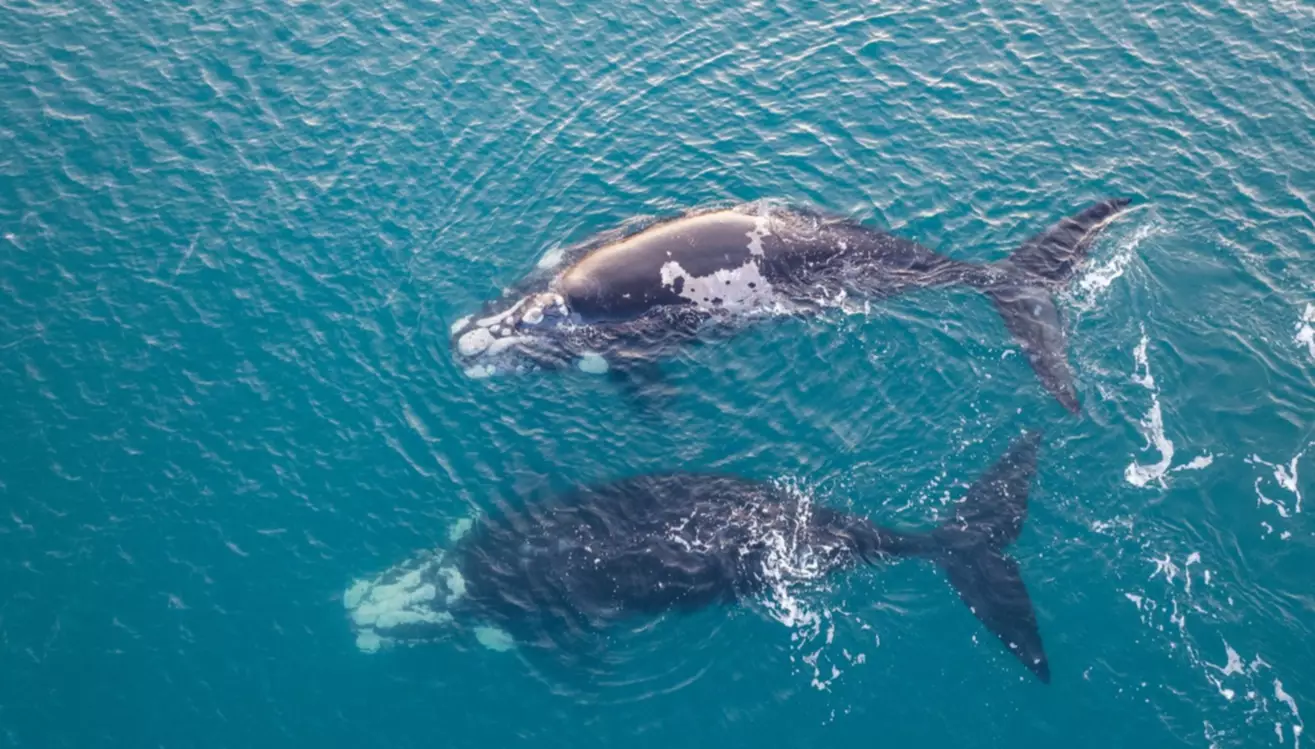 ballenas chubut