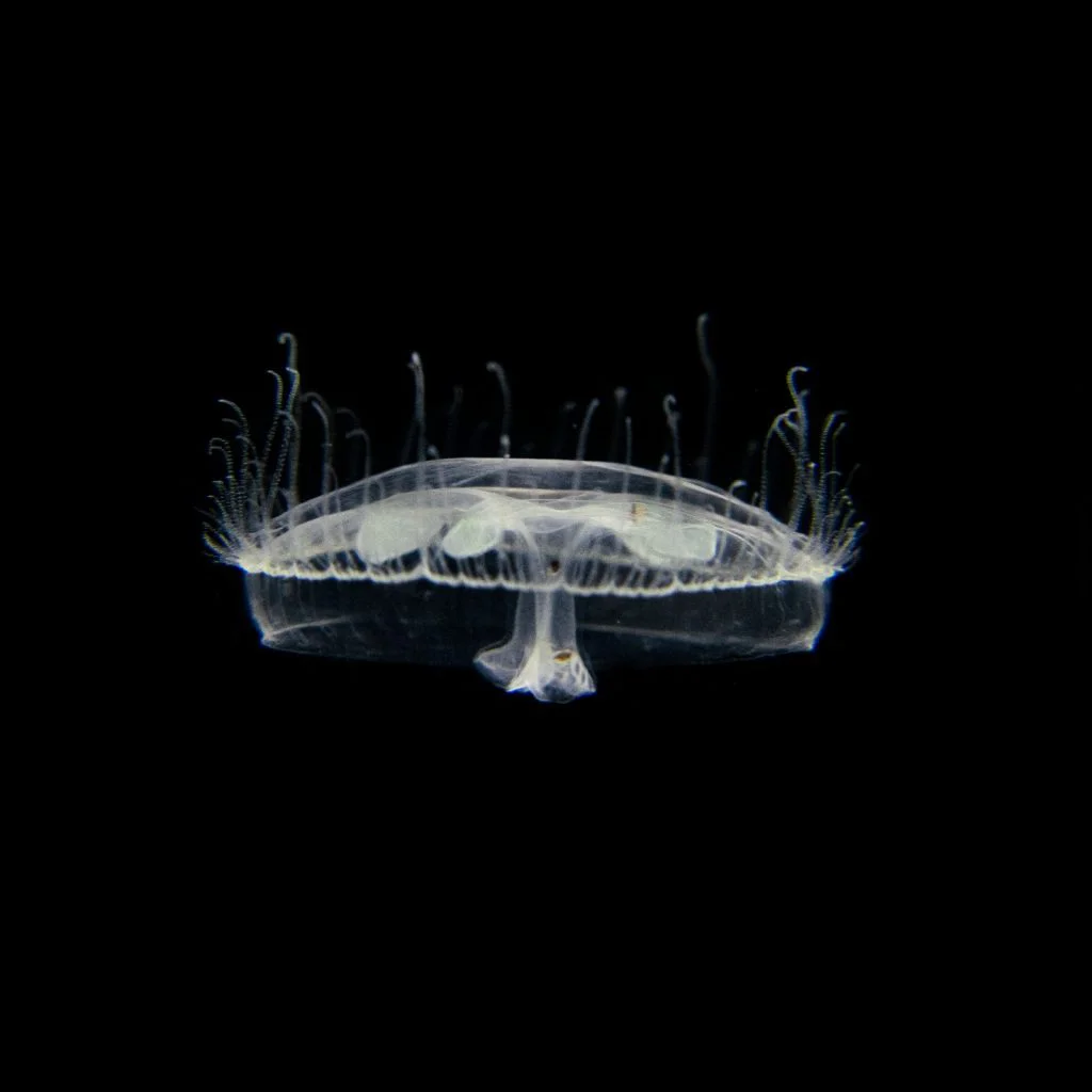 654860241_1349755350335674_5681170681702867408_n