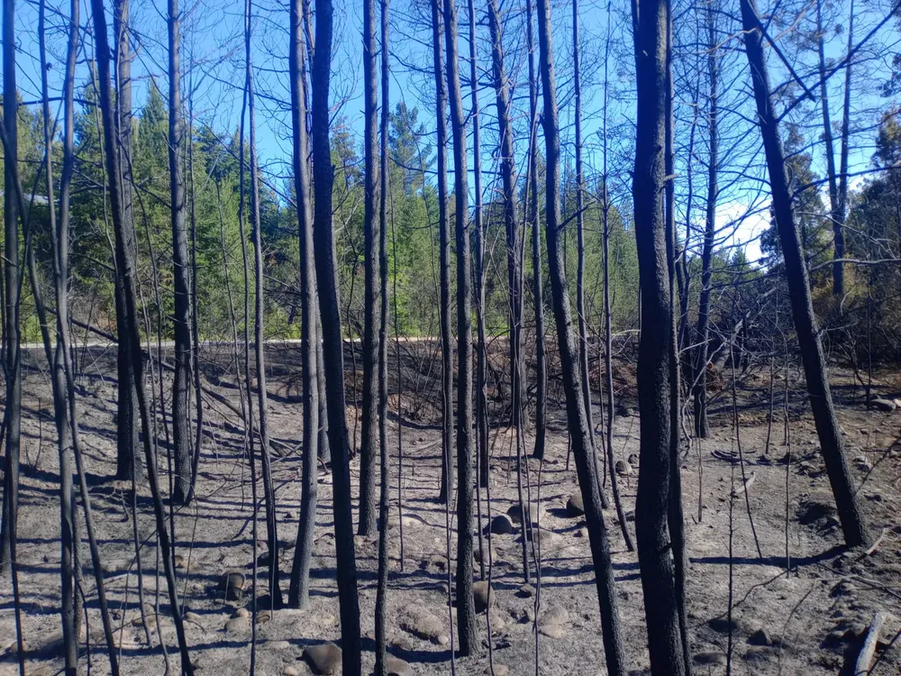 incendio los fuegos 1