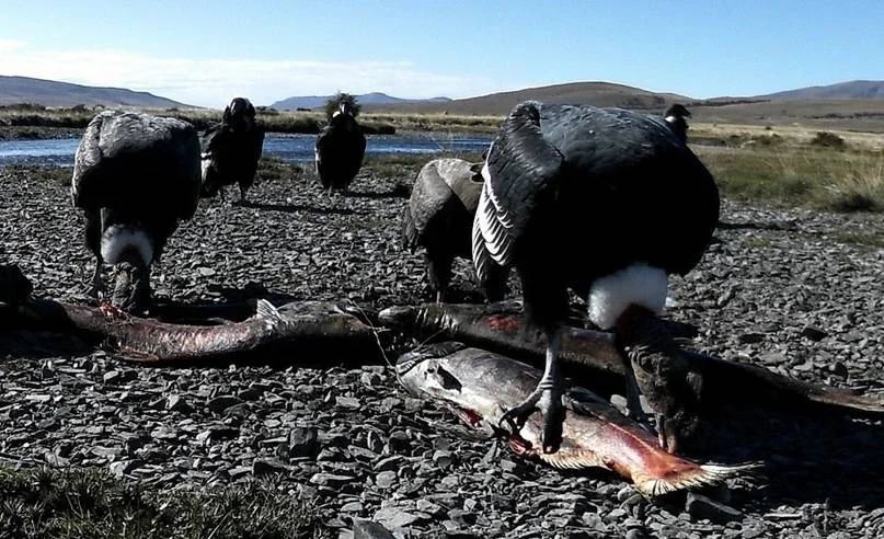 dieta fauna2