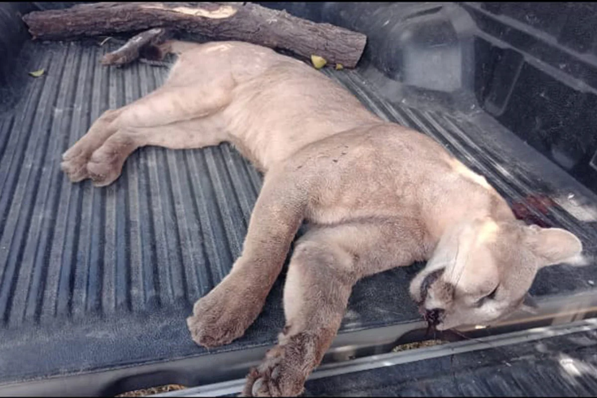 puma caza