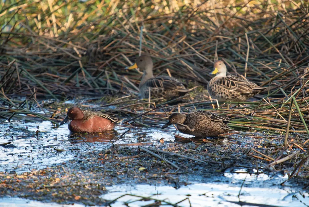 que-animales-hay-en-el-parque-nacional-lago-puelo-scaled