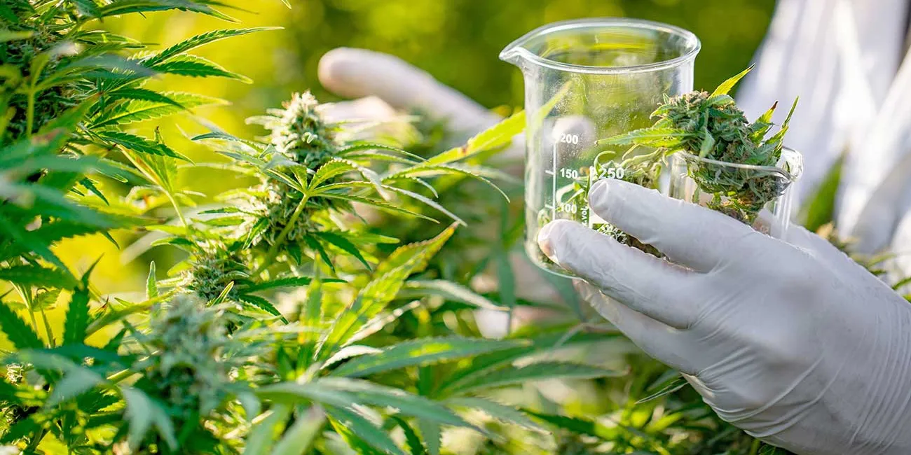cannabis-medicinal 5