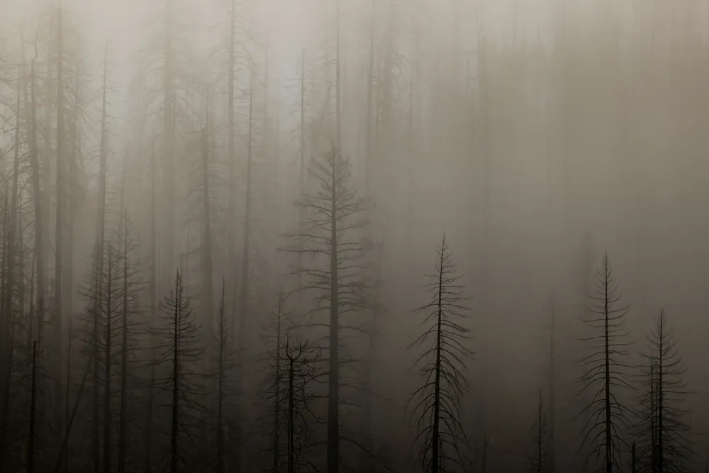 royce-fonseca-bLgjbyf4wzw-unsplash