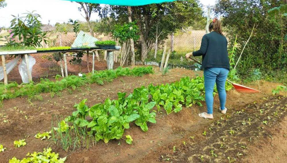 planificar-la-huerta