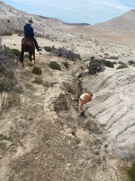 busqueda comodoro 10