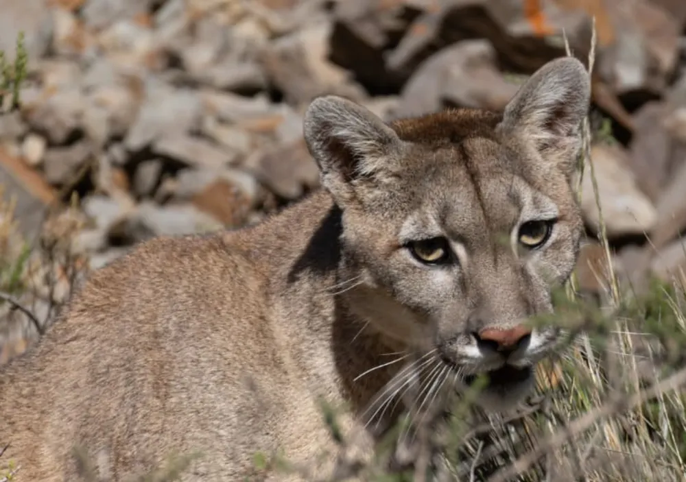 puma