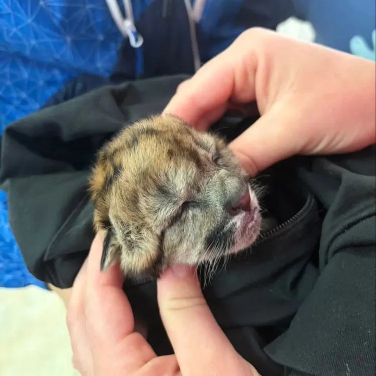 FB_IMG_1775223453215