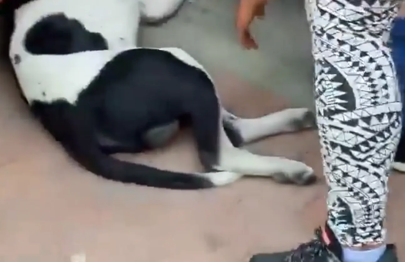 perro maltrato animal