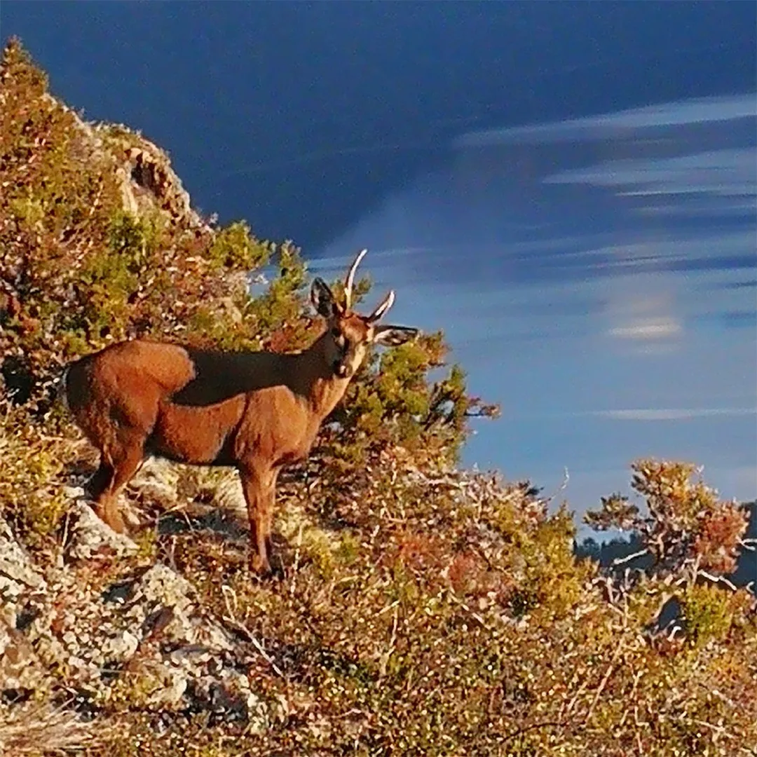 huemul pn los alerces 2
