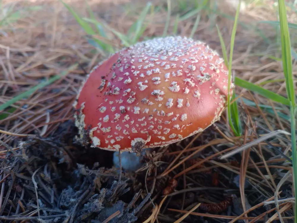 amanita
