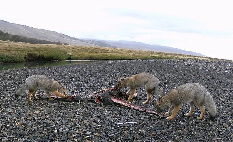 dieta fauna1