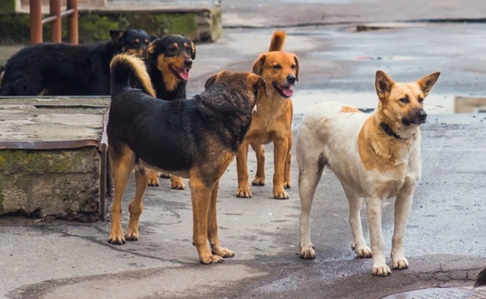 perros sueltos 1