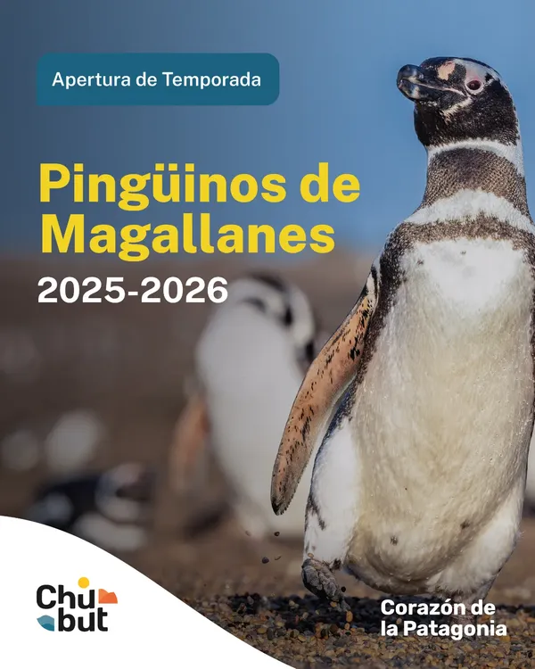 pinuinos 1