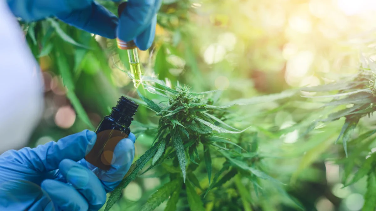 Cannabis-medicinal