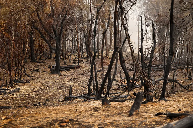 incendio el bolson 28