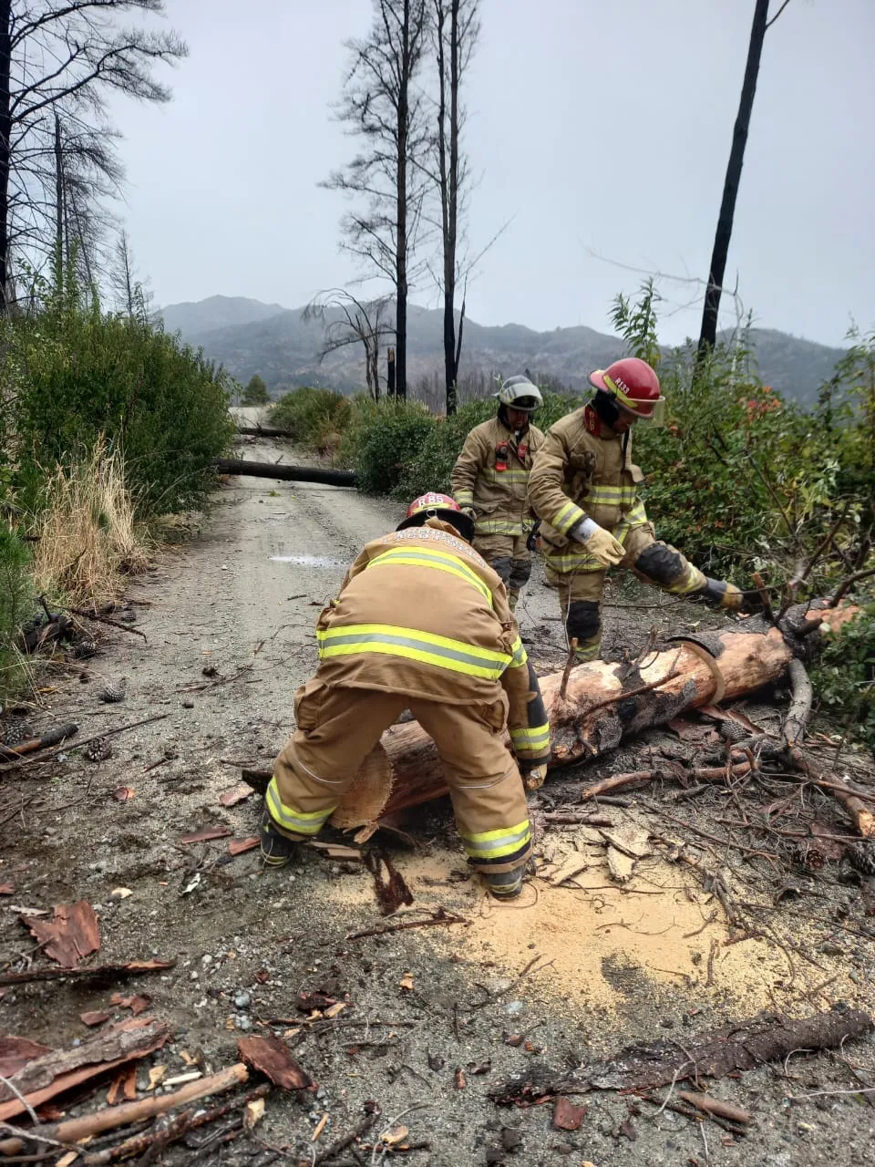 caida arboles viento