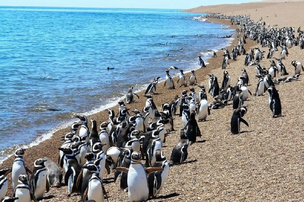punta-tombo-pinguinos-chubut