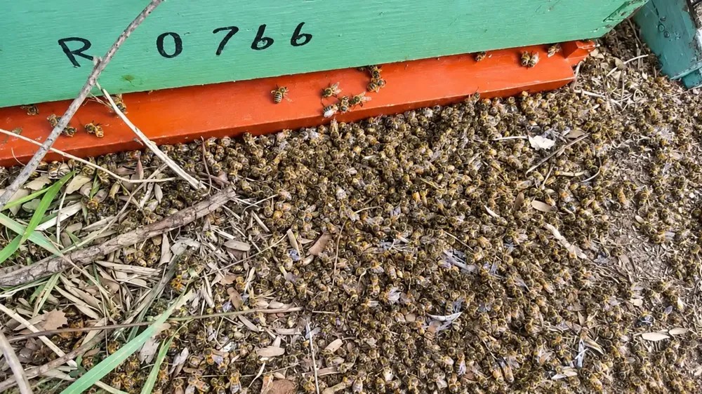abejas-muertas-rio-negro-1