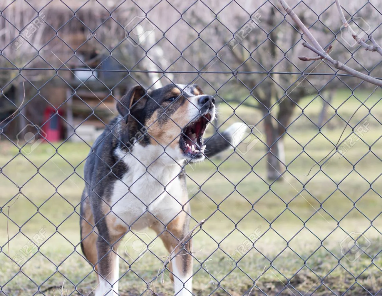 73638672-aggressive-barking-dog-behind-fence-guarding-garden