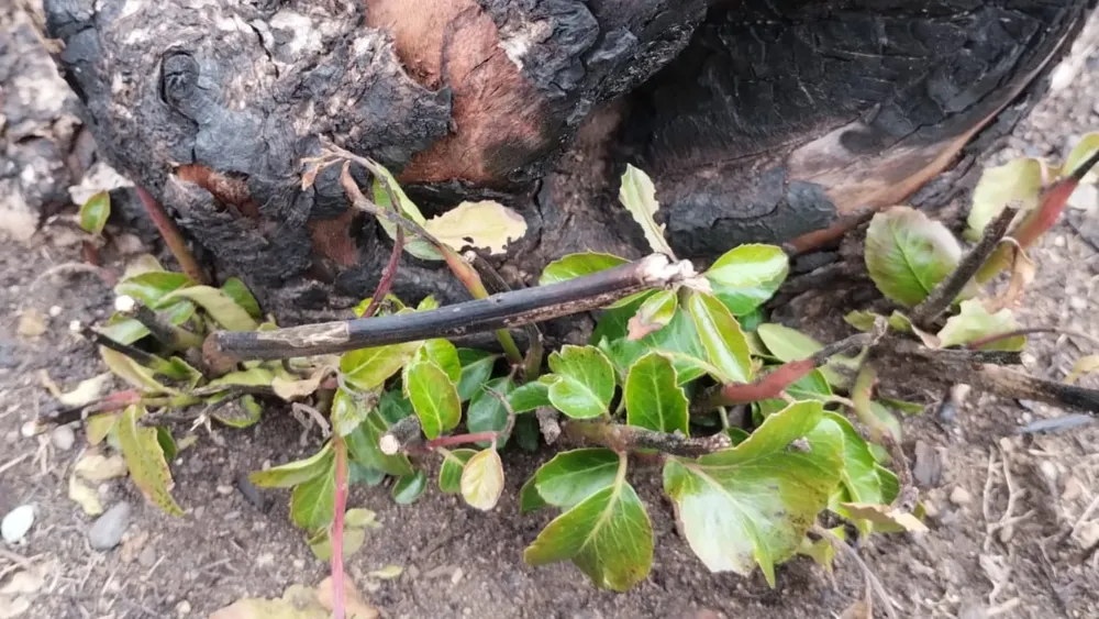 yacimiento carbon