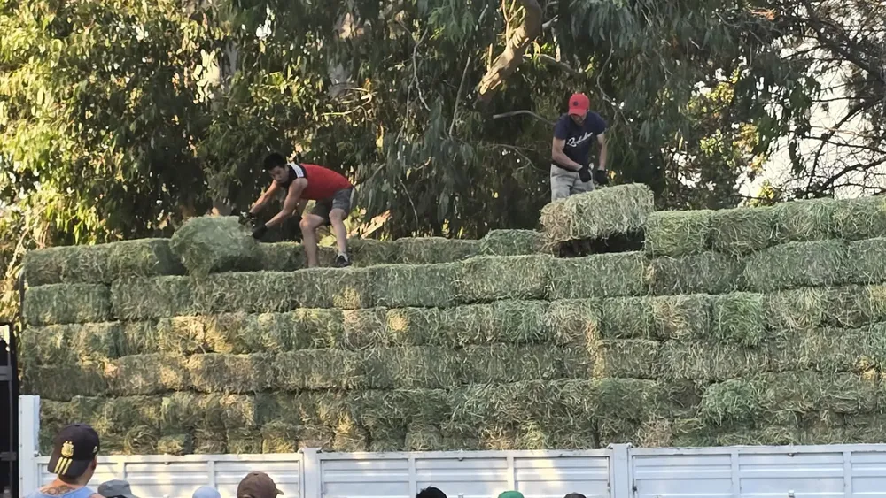fardos de pasto