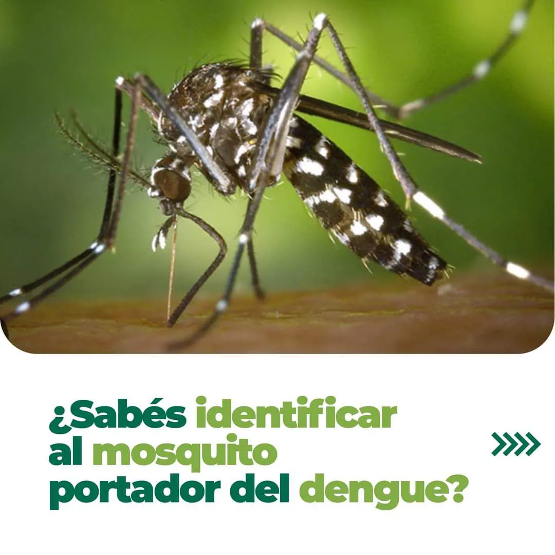 dengue 2