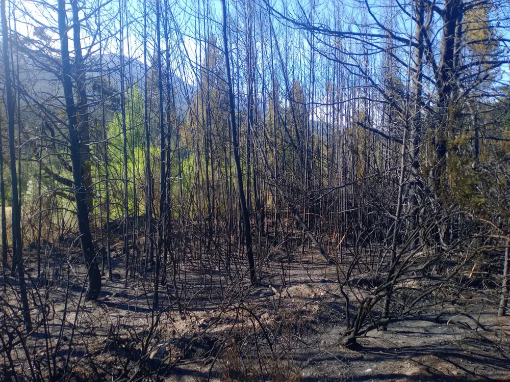 incendio los fuegos 2