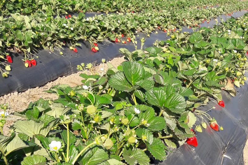 frutillas3