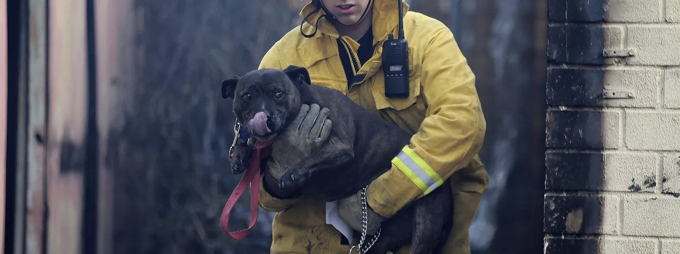 veterinario incendios