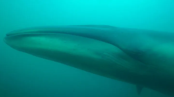 Conicet-ballenas