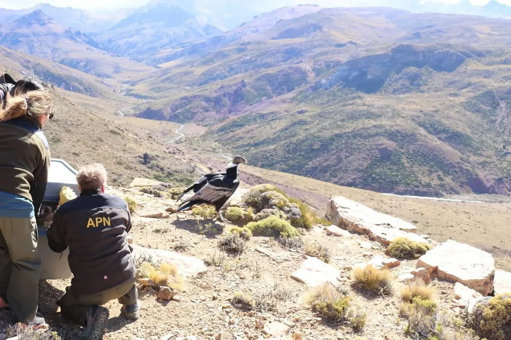 liberacion_de_condor_andino_pn_laguna_blanca_02