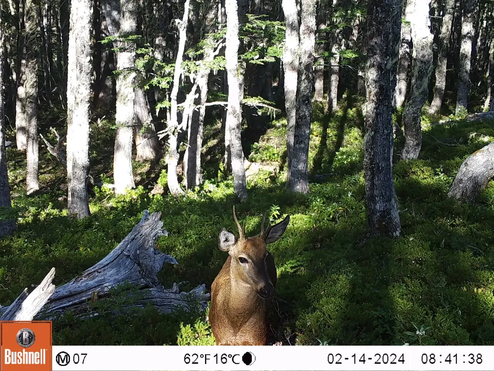 huemul 3