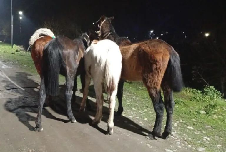 robo caballos 2