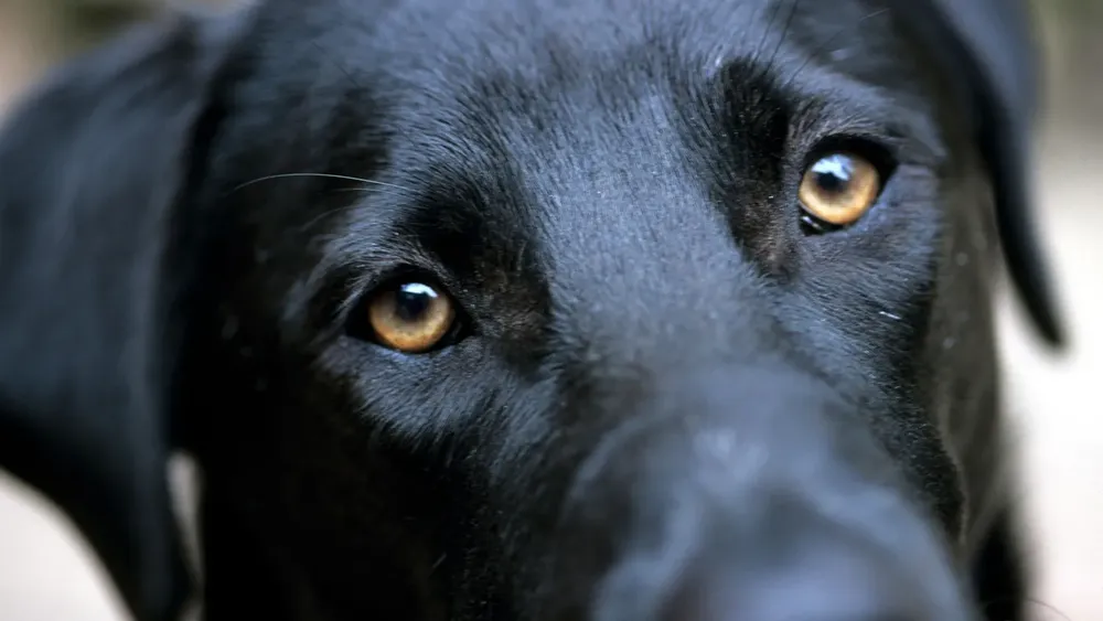 perro a