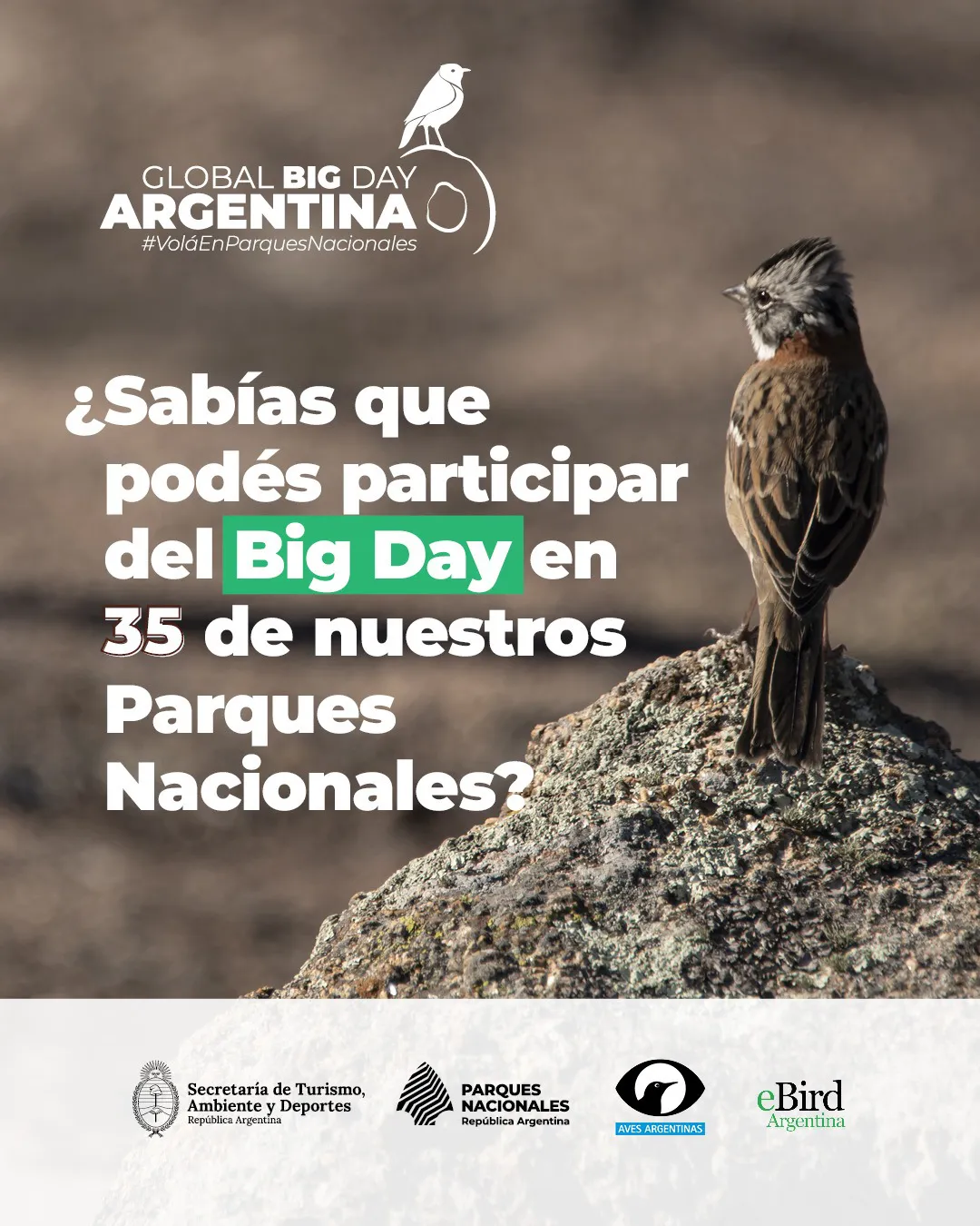 observacion aves