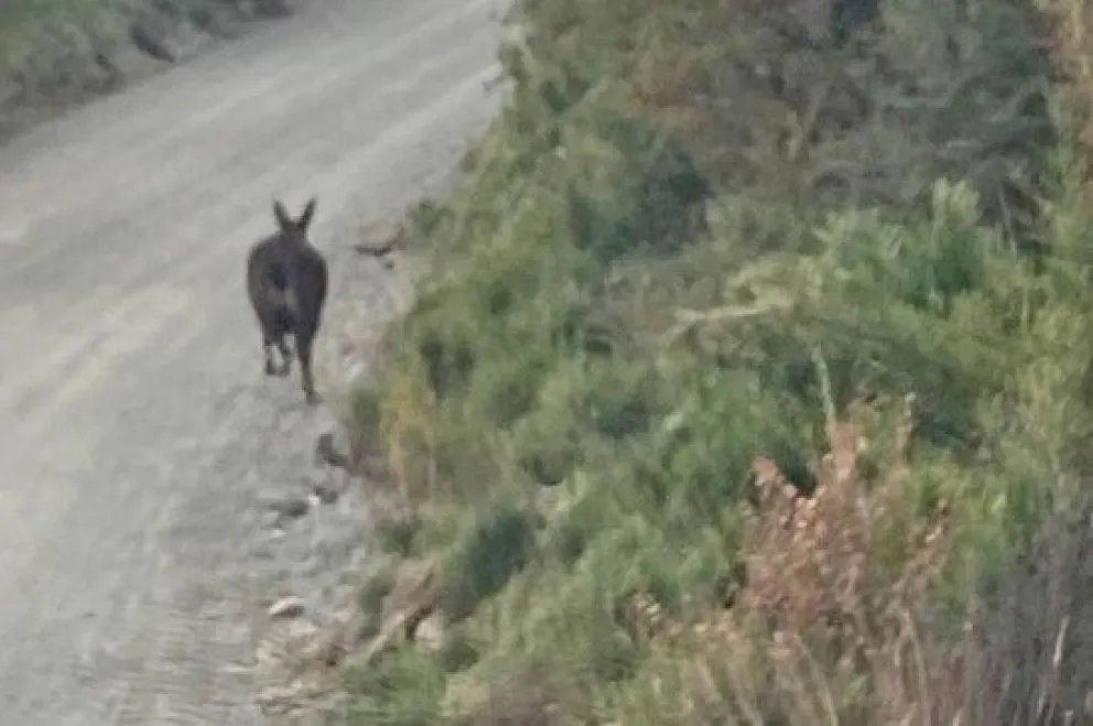 huemul pnnh