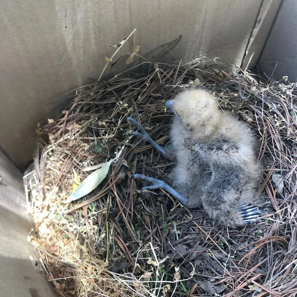 bomberos bandurria 2