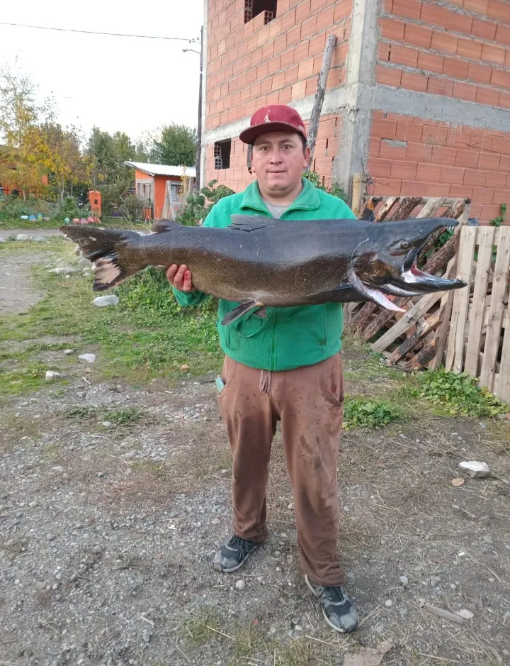 chinook quemquemtreu